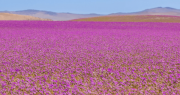 Exigen a proyectos de energía renovable medidas para resguardar el desierto florido de Atacama