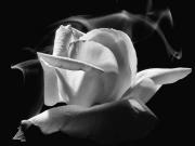 El humo del también afecta a las plantas y su fotosíntesis