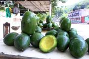 Aguacate llegó a los 400 bolívares el kilo en Mariara