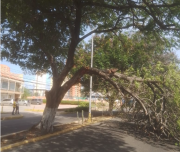 Caída de un árbol en la avenida Universidad obstaculiza el tránsito vehicular