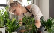 Ideal para principiantes: plantas que no quieren mucho cuidado en casa
