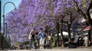 ¿La primavera se instala?: desde el domingo, suben las temperaturas y vuelve el sol a la provincia de Buenos Aires