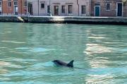 Mimmo, el delfín que desafía el tráfico de góndolas en Venecia