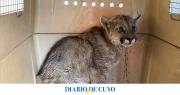 Rescate exitoso de un puma juvenil en Albardón: cómo un llamado al 911 salvó la vida del animal