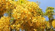 El árbol que tiene racimos de flores perfumadas y es una lluvia de oro