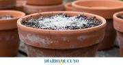 Pocos lo saben: el poderoso efecto de enterrar huesos triturados en las macetas