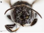 “Lucifer”: cómo es la misteriosa nueva especie de abeja con cuernos que descubrieron en Australia