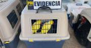 PDI incauta más de 100 aves exóticas, armas y cannabis en operativo en Tambillos, Coquimbo