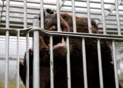 Un oso obligó a cerrar un aeropuerto en Japón y crece la alarma por los ataques de estos animales