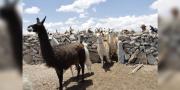 Enviaron los protocolos para la exportación de charque de llama a Estados Unidos