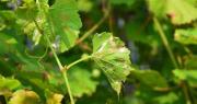 Alertan a los viñateros por el riesgo de peronospora ante inclemencias climáticas en San Juan
