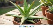 Cada cuánto regar el aloe vera para que crezca fuerte y sano, según expertos