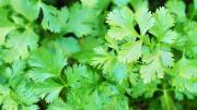 Los desconocidos beneficios del cilantro, mucho más que una hierba aromática