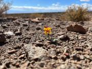 Plantas resilientes para futuro sostenible: investigadores llaman a garantizar seguridad alimentaria