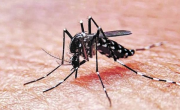 Llegó el dengue: ya se reportaron cuatro casos en el AMBA