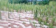Las lluvias y granizadas dejan pérdidas agrícolas