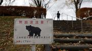 Policías, trampas y campanas: Japón combate a los osos tras récord de ataques a personas