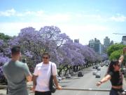 Jacarandás: los árboles que revelan otra Ciudad