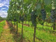 Los viñateros plantean fideicomiso de $us100 millones para ampliar la viticultura