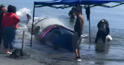 Antofagasta: Locatarios piden rescate urgente para ballena varada en Isla Santa María