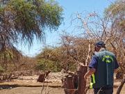 CONAF Detecta Tala Ilegal En Reserva Pampa Del Tamarugal Y Constata Grave Daño A Bofedal En Parque Nacional Volcán Isluga