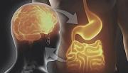 Un segundo cerebro está en el intestino: el efecto de los probióticos en la salud y el estado de ánimo