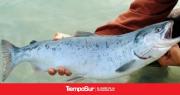 Santa Cruz declaró al salmón Chinook como especie exótica invasora