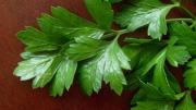 Los numerosos beneficios del perejil, ideal para combatir los dolores menstruales