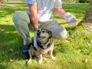 Salió a pasear con su perro y el can descubrió una punta de lanza de más de 1700 años de antigüedad