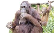 Orangutanes, ¿por qué comen mucha fruta?