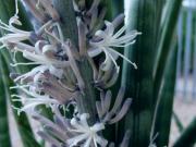 El truco para que la lengua de suegra dé flores: un abono casero que podés preparar en minutos