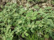 Descubren la súper planta más resistente al calor y que podría revolucionar la agricultura