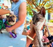 Vacunación antirrábica gratuita llegará al DM-12