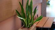 Pocos lo saben: cuántas variedades de sansevieria o lengua de suegra existen y cuál es la mejor para tener en casa