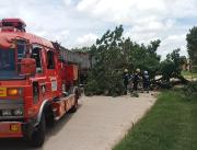Vientos derriban tres árboles en la ciudad y advierten tormentas eléctricas para el lunes