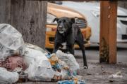 Horror: su perro apareció con una bolsa de basura y dentro encontraron restos humanos