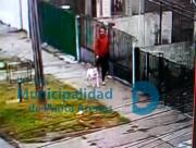 Municipio de Punta Arenas refuerza acciones legales contra maltrato y descuido animal