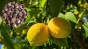 Árbol limonero: por qué se recomienda colocar pimienta en sus hojas y ramas y cuáles son los beneficios