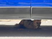 Zorra silvestre juvenil es rescatada en Oruro tras alertas de vecinos