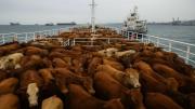 Dónde está el buque Spiridon II con las 2.900 vacas uruguayas varadas en el mar