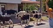 Se quedó sin frenos, chocó contra un colectivo y liberó a 23 vacas que corrieron sueltas por la calle: el video