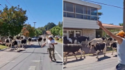 Un camión se quedó sin frenos y volcó: más de 20 vacas quedaron sueltas y corriendo por las calles