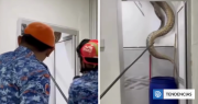 Una pesadilla: capturan enorme pitón en el techo de una casa en Malasia