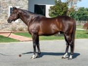 Semental ocho veces campeón en Maryland ha sido retirado de la cría