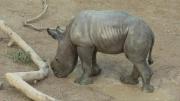 Nace un rinoceronte blanco en zoológico español