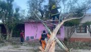 Metán: cortes de luz, caídas de árboles y voladura de chapas por vientos de más de 70 km/h