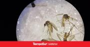 Un nuevo virus transmitido por mosquitos fue detectado en España