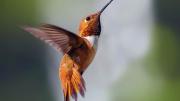 El misterio del colibrí naranja: ¿qué quiere decir si una persona lo ve?