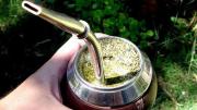 Descubren un efecto totalmente desconocido de la yerba mate contra el dengue