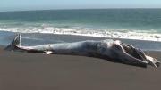 Ballena de más de 5 metros varó en costa de la región del Biobío